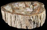 Wide Polished Petrified Wood Bowl - lbs #50949-2
